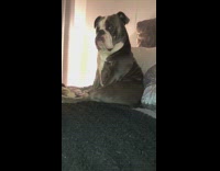 Collab BitchMP - Dog sitting in bed reacts to fart noise 