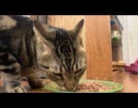 Tabby cat makes noises while eating food