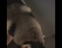 BitchMP - Sassy husky doesnt care