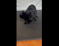 Cat startled when name was called 