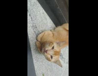 Chill orange cat in elevator says hi