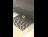 Rat runs into mouse trap box scared