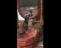 Cat On Orange Foot Rest Checks Self Out in Wooden Mirror