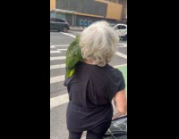 Woman crossing road with parrot on shoulder