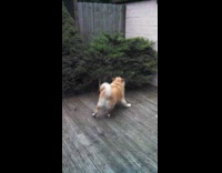 Dog barks at sibling hiding behind bushes