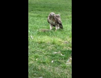 Guy watches hawk eating squirrel on grass 