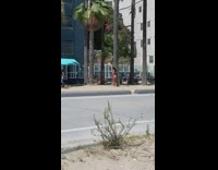 Girl pink bikini tree windy brown dog