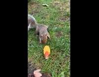 Squirrel take corn cob fall down boat