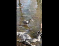 Gray heron bird in water hunt food
