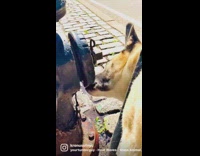 Pet dog drinks from the fire hydrant on the sidewalk