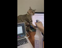 Cat sitting on table slapping water spray in owners hand