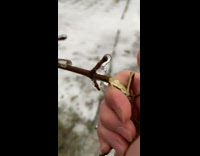Person bend and break frozen tree branches