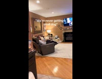 Dad takes photo of dog on couch