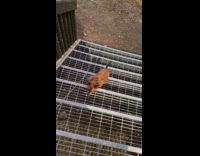 Brown puppy follow owner climb up stairs