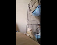Cat Trips as it Jumps then Falls off 