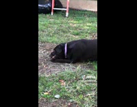 Collab Clips MPUGC - Woman compares her two dogs chewing sticks 