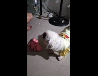 Dog plays cloth stop when mom called