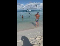 Seagulls fly near woman in beach feed