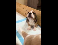 Collab dogIG_default - Beagle puppies howls back at the filmer