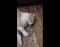 Cat tries catnip for the first time