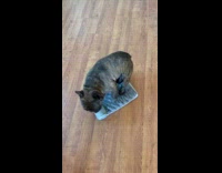 Dog lie down on the small bed