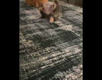 Dog runs around on new rug 