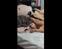 Cat licks dog face while lying down