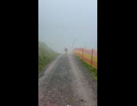 Cow stand still middle of foggy walkway