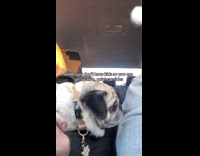 Pug cries at every traffic light