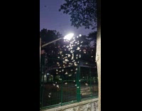 Swarm of insects fly under light pole