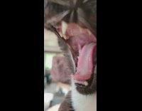 Close up cat mouth yawn sharp teeth