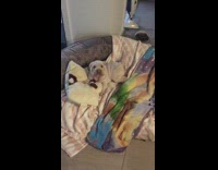 Sharpei White Puppy Wagging Tail in Doggy Bed