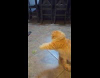 Orange cat play with broccoli on floor