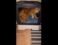 Cat stuck inside new litter box 