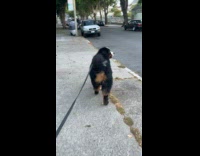 Collab Clips mpugc - Dog greets dad on sidewalk