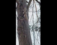 Squirrel climbs up tree biting nutella snack