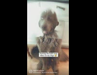 Woman puts bald Snapchat filter on dogs