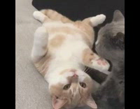 Grey cat sits grooms brown cat laying 