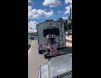 Two goats in cage behind the RV