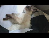 Sleepy cat doesnt want to wake up 