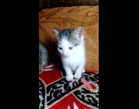 Pet kitten sits still on the couch Part 1