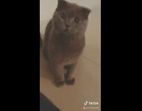 Collab BitchMP - Why are you so cute cat walks into room