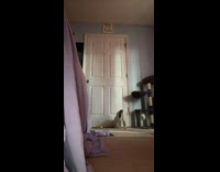 Cat fetches and brings back toy