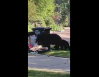 Bear and cubs scavenges for food in trash