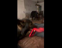 Collab Clips MPUGC2 - Dog playing with red chew toy becomes clapper 
