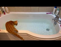 Cat looks at bathtub falls on water
