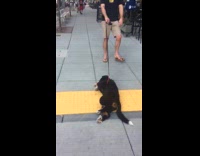 Collab AnimalsDT - Black Dog Dragged Across Busy Sidewalk By Leash