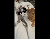 Collab Kale Salad IG -  Three cats nap together on bed