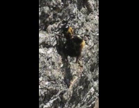 Two yellow bees mate grey rock 