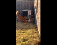 Dog playing and burying puppy 
